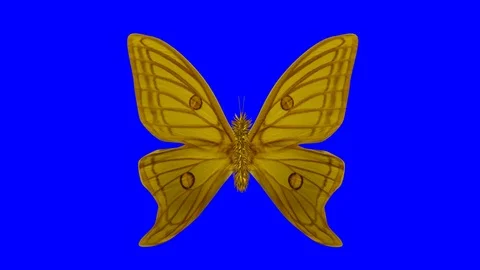 Butterfly flapping wings slow motion . 3d render . Genus : Graellsia Isabellae Stock-Footage 104531531