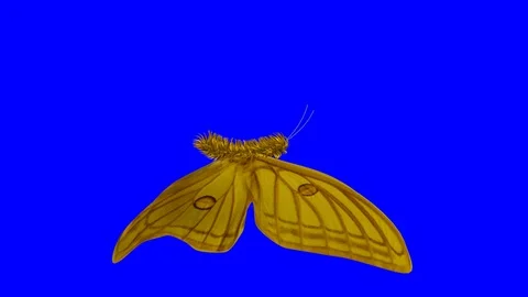 Butterfly flapping wings in slow motion . 3d render . Graellsia Isabellae Stock Footage 104531534