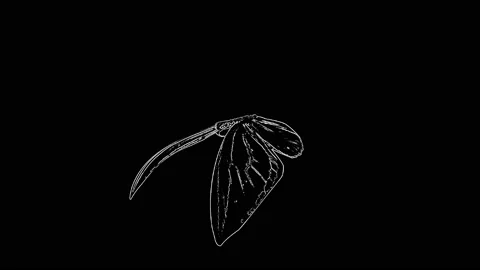 Butterfly flapping wings  slow motion. Thin Jagged lines 3d animation render Stock Footage 149958290