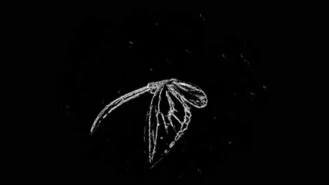 Butterfly flapping wings in slow motion. Chalk texture 3d animation render style Video stock 149958304