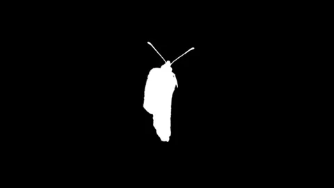 Butterfly flaps its wings. Alpha channel. Chrome key. Film production Stock Footage 312144353