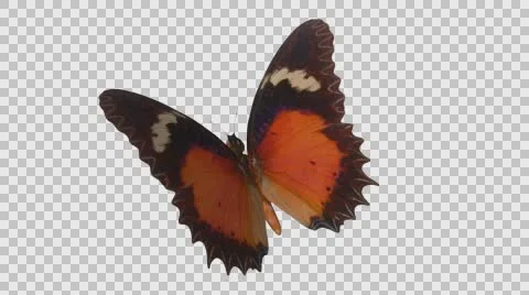 A butterfly flaps its wings close-up of an alpha channel Stock Footage 61415495