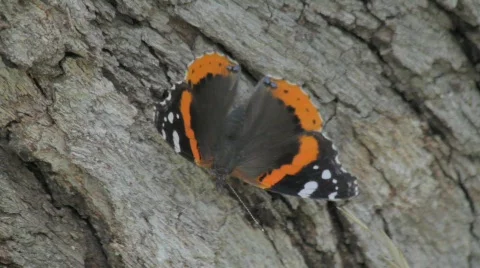 Butterfly Flaps It's Wings as It Rest on a Tree Trunk Stock Footage 737286