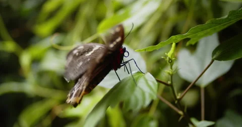 A Butterfly flaps its wings while sitting on a leaf Stock Footage 160556992