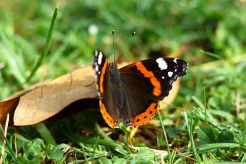 The butterfly on the flayer leaf Stock Photos