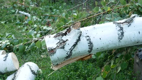 The butterfly flew in and sat on a log, and then flew away from it. Stock Footage 158333433