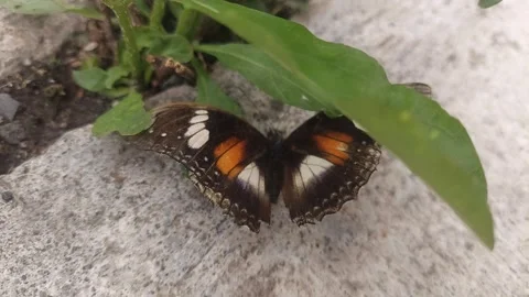 Butterfly Flew Avoiding Touch Video stock 295282840