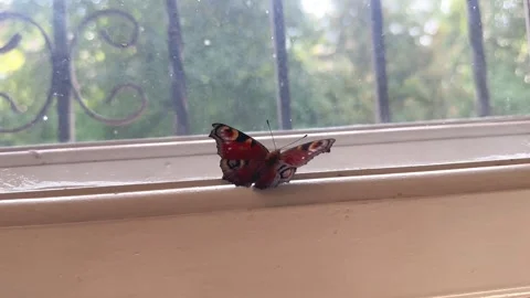 A butterfly flew to the window Stock Footage 251586781