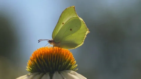 Butterfly flies off flower Stock Footage 106299623