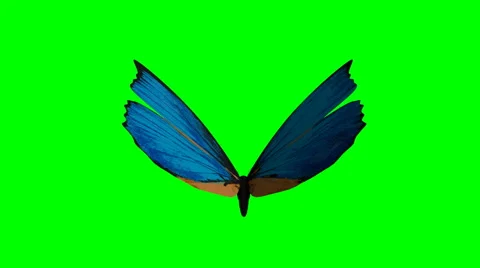 Butterfly flies on a green background Stock Footage 54902671
