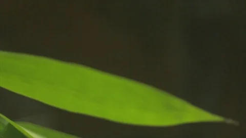 Butterfly flies off leafs. Stock Footage 82329270