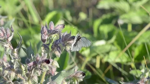 Butterfly flies over meadow Stock Footage 77848810