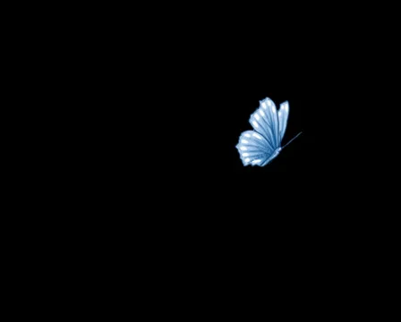 Butterfly flight Stock Footage 27676864