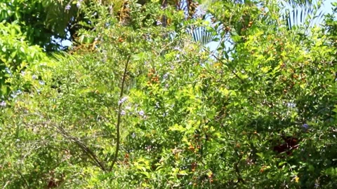 Butterfly Flight in Green Forest. Stock Footage 312071323