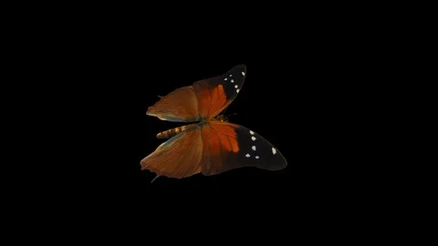 Butterfly Flipper - Flying Loop - Alpha Channel Stock Footage 94240053