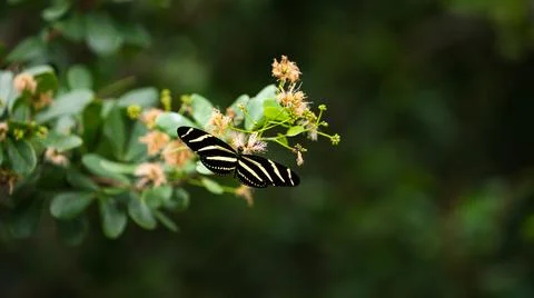 Butterfly from the Florida Keys Stock Photos