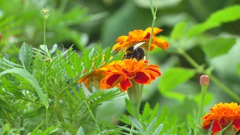Butterfly on a flowe Stock Footage 80470946