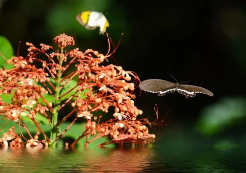 Butterfly on a flowe Stock Photos
