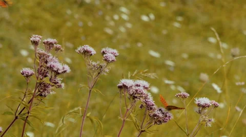 Butterfly on a flower 1 Видео 42149659