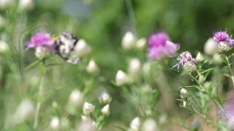 Butterfly on flower 1 Stock Footage 148343792