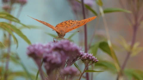 Butterfly on a flower 2 Видео 42149111
