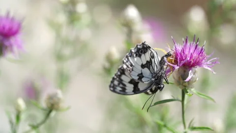 Butterfly on flower 2 Video stock 148343638