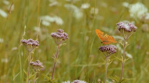 Butterfly on a flower 4 Stock Footage 42148979