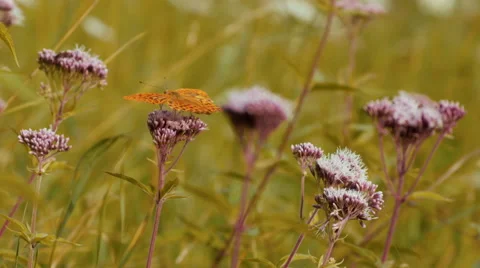 Butterfly on a flower 4 Stock Footage 42149779