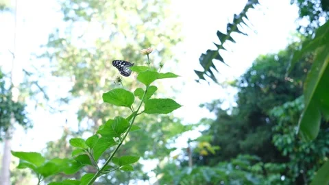 Butterfly on a flower. 4K Stock Footage 282342134