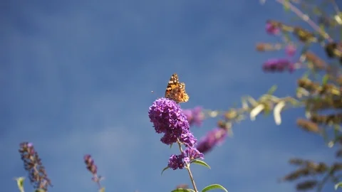 Butterfly on a flower is blown back and forth by the wind Stock Footage 118045767