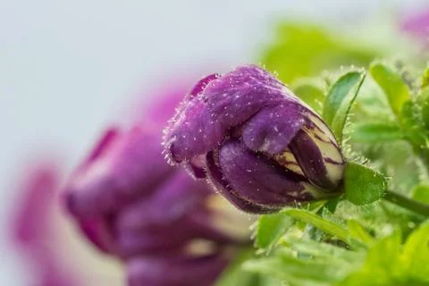 Butterfly flower buds shortly before opening (Schizanthus) Stock Photos