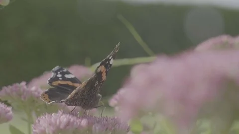 Butterfly on Flower Close up Dolly Without Color Correction Stock Footage 82870180