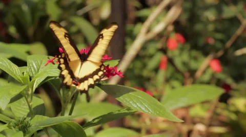 BUTTERFLY ON A FLOWER CLOSE-UP Stock Footage 34304865