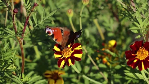 Butterfly on a flower. Close-up. Видео 143713281