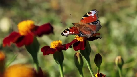Butterfly on a flower. Close-up. Vidéo 143713788