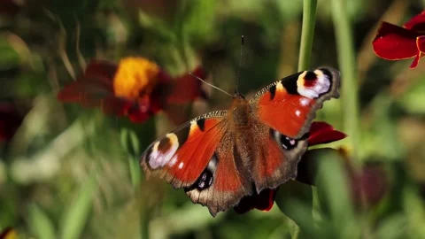 Butterfly on a flower. Close-up. Video stock 143713818