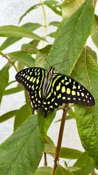 Butterfly on Flower Close-up Stock Photos