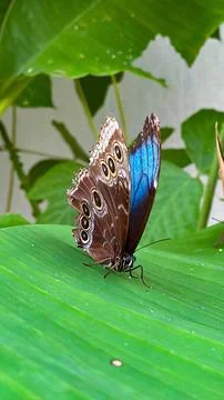 Butterfly on Flower Close-up Stock Photos