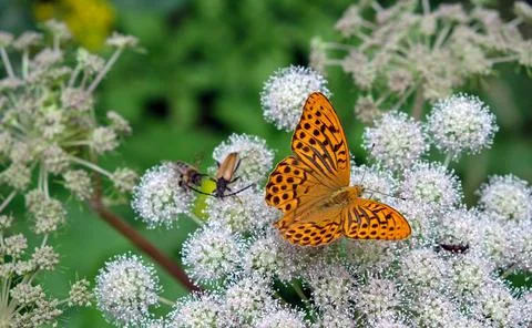 Butterfly on a flower close up sharp depth of field Stock Photos