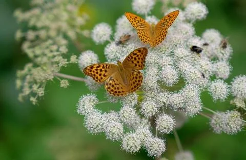 Butterfly on a flower close up sharp depth of field butterfly on a flower ... 库存照片