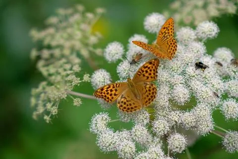 Butterfly on a flower close up sharp depth of field butterfly on a flower ... Stock Photos