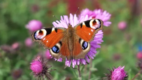 Butterfly on a flower close-up slow mo Stock Footage 166700724