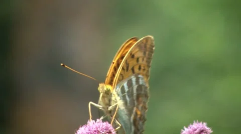 Butterfly On A Flower Closeup 2 Stock Footage 7759869