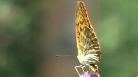 Butterfly On A Flower Closeup Stock Footage 7759870