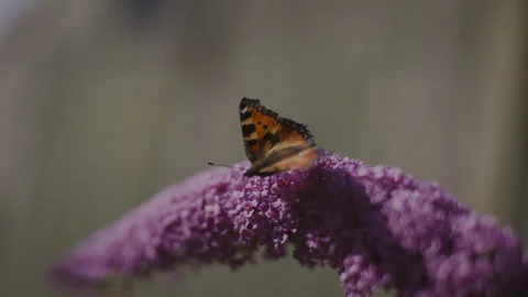 Butterfly on a flower Closeup Stock Footage 262577124