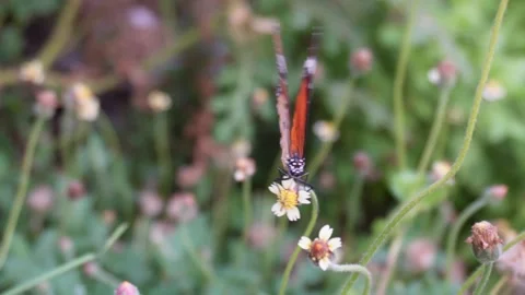 Butterfly on flower closeup Video stock 290931136