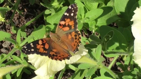 Butterfly on Flower Flapping Wings 動画素材 79773750