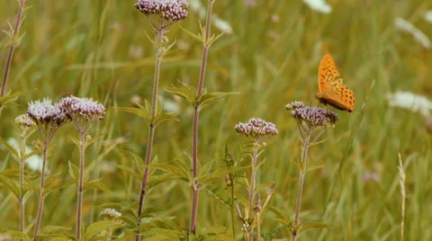 Butterfly from flower to flower Stock Footage 42149056