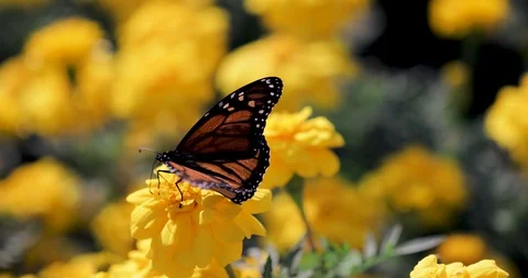 Butterfly on a flower - flying off Stock Footage