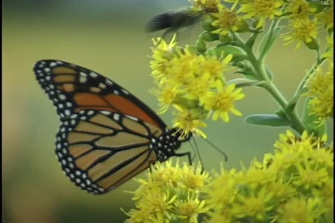 Butterfly on Flower Stock Footage 296957